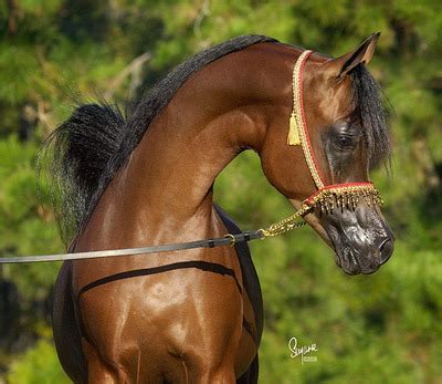 Get the best deal for arabian horse from the largest online selection at ebay.com. Quail Ridge Arabians :: Arabian Horses, Stallions, Farms ...