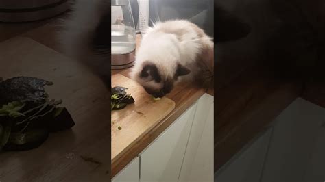 Can cats eat fresh avocado. my cat ate an avocado!!! - YouTube