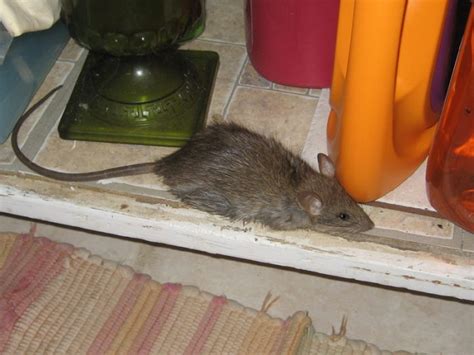 What keeps rats away from your garden? 8 Tips To Keep Rats Away From Your House; These Will ...
