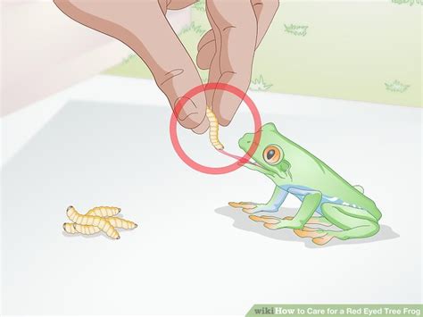 The males will also vocalize sounds to find her. 3 Ways to Care for a Red Eyed Tree Frog - wikiHow