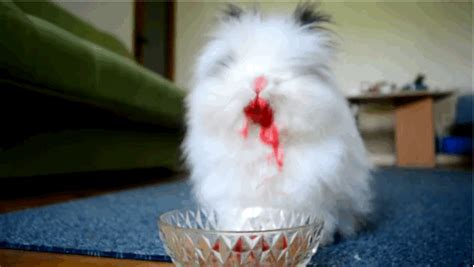 Pin on Animals