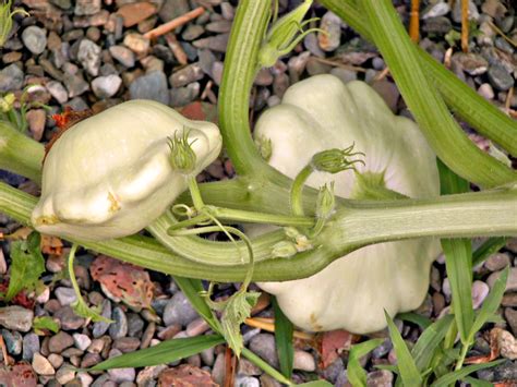 Summer squash can be harvested about 55 days after planting. How to Grow Patty Pan Squash | Squash varieties, Growing ...