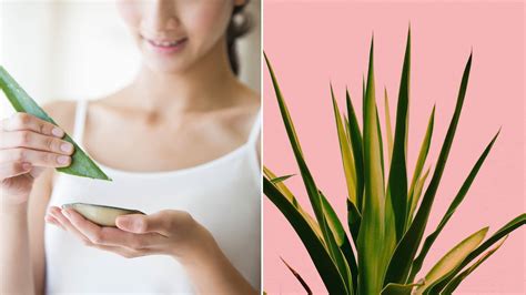 The legend goes that cleopatra regarded aloe as the sacred plant and used it in her daily beauty care routine. Why Aloe Vera Is So Controversial Right Now | Allure