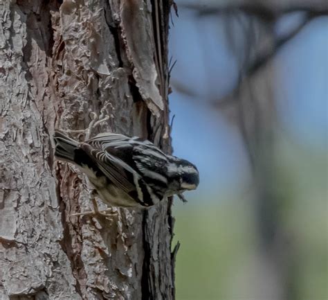 We did not find results for: T & L Adventures: Dauphin Island Audubon Bird Sanctuary ...