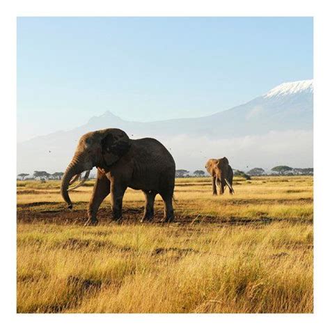 We have a massive amount of desktop and mobile backgrounds. East Urban Home Elephants Beneath Kilimanjaro Semi-Gloss ...