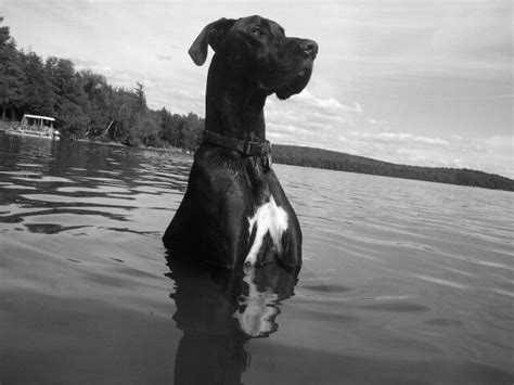 Great Dane! Hope your doing well! From your friends at ...