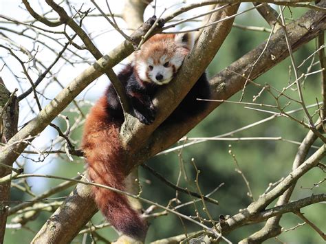 Check spelling or type a new query. Panda roux | ZooParc de Beauval