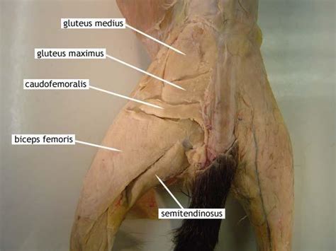 Cornea sclera extrinsic eye muscles. Cat Muscles-Lab OIA - Anatomy And Cell Biology 306 with ...