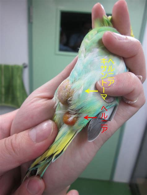 このアカウントには、性的興奮を催すリンクや破廉恥な画像を多数含みます。 もし嫌悪感を感じたらミュートないしはブロック下さい。 #uncensored #無修正 #pornstar #av女優. 【小鳥の病気.com】 小鳥さんのBLOG | 小鳥の病気は小鳥の ...