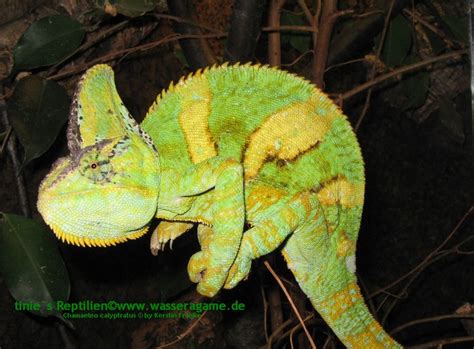 Aufrufe 28 tsd.vor 5 years. Jemenchamäleon-Chamaeleo calyptratus - Tinies Reptilien-Forum