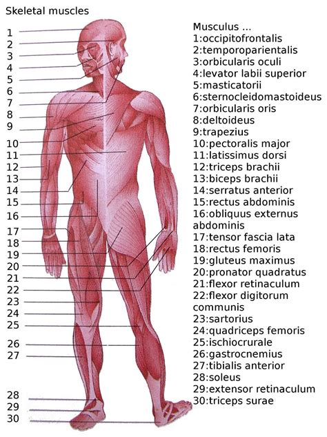 This is a table of skeletal muscles of the human anatomy. List of skeletal muscles of the human body - Wikipedia