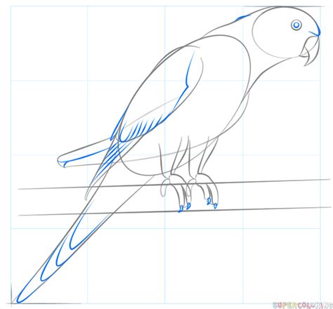 We recommend using a varmint rifle or a repeater to hunt this animal. How to draw a parakeet step by step. Drawing tutorials for ...