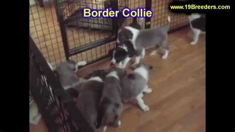 This little sweetheart can be a. Border Collie, Puppies, For, Sale, In, Cincinnati, Ohio ...