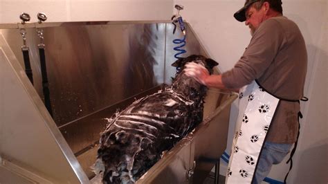 I don't know what to do. Self-Service Dog Wash Center | Professional Pet Grooming ...