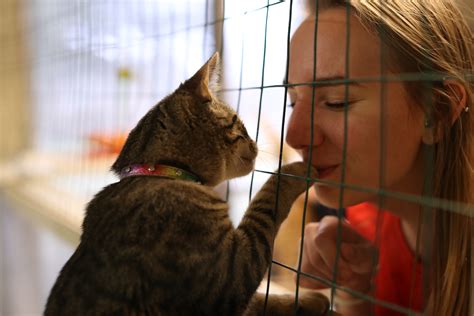 They are both around 8 months of age. Who Will You Adopt at a PetSmart Near You? | PetSmart ...