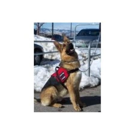 The german shepherd is a generally healthy breed, but there are some things to be aware of. Rae's Majestic German Shepherds, German Shepherd Dog ...