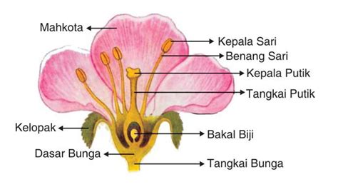 Ini dapat membantu anda mengenali nama pasti jenis bunga atau tanaman hias tertentu. Bagian-bagian bunga dan fungsinya secara lengkap