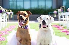 cachorro cachorros incorporating casar denisfotografia