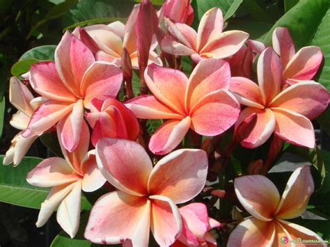 It tends to be somewhat lanky and the branches have a tendency to bend a lot, but the wonderful peach fragrance of the sunny blooms can't be beat! @dutchlady1 added, registered with the plumeria society of america (# 203). Penang Peach Plumerias - a photo on Flickriver