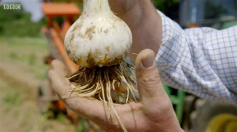 Elephant garlic is different, though. Elephant Garlic Cloves - SOUTH WEST GARLIC FARM