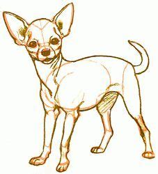 What are parts of the neurological exam in large animal? Exam Guide Online - How to Draw a Chihuahua. | Chihuahua ...