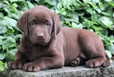 Lovely litter of golden retrievers available for their new homes on monday only boys available from fully licensed hobby breeder with 19 years experience with the breed mum and dad are stunning. English Black Lab Puppies For Sale Near Me