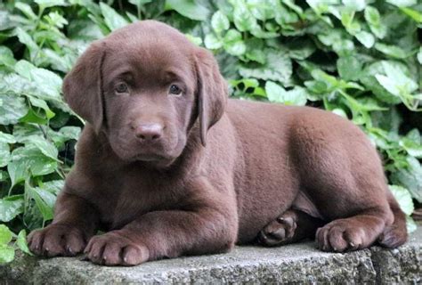 We have two beautiful litters that are available and ready to go home. English Black Lab Puppies For Sale Near Me