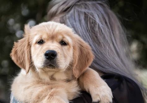 They love meeting new people, and their enthusiasm is contagious. 5 Best Dog Foods For Golden Retrievers in 2020 | DoggOwner