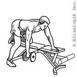This lesson covers the erector spinae and latissimus dorsi muscles. List of Dumbbell Exercises by Muscle Group - dumbbell-exercises.com