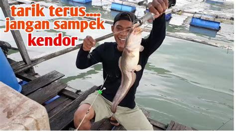 Maybe you would like to learn more about one of these? Part:2 mancing di pelabuhan kukup johor bahru dapat ikan ...