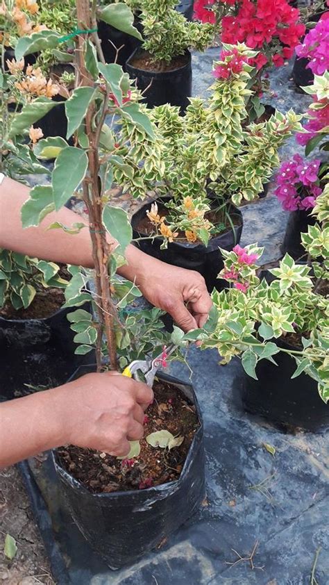 This amazing colorful vine is grown extensively as a landscaping shrub and potted plant throughout much of the tropics and the. Pakar Lanskap Ini Tunjuk Cara Tanam Dan Menjaga Bunga ...