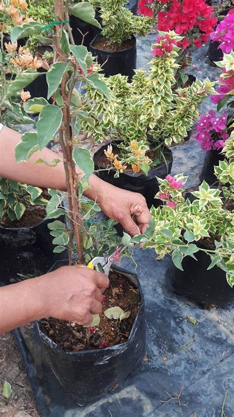 Pastikan air yang digunakan bukan lah air yang berklorin ye. Pakar Lanskap Ini Tunjuk Cara Tanam Dan Menjaga Bunga ...