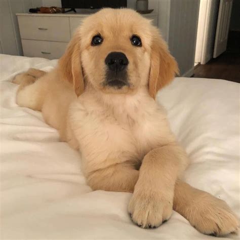 He has the biggest heart and just wants. The Golden Retriever Puppies Size #goldenretrieverpup # ...