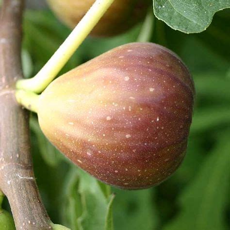 Roasting cashew nuts to make what do cashew plants look like? Pin on DIE VYEBOOM ¤·~|·|~·¤ THE FIG TREE