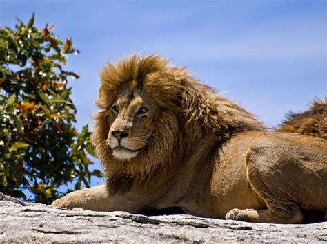 Deezer üzerinden lisha nandi, fierce as a lion albümünü dinle. Lions - Wikiquote