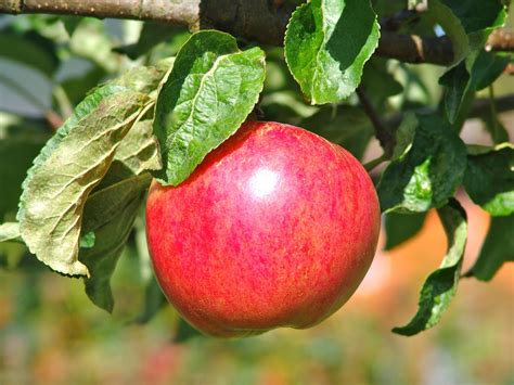 Level 27 farmers may plant an apple seed in a plant pot that has been filled with dirt from any empty gardening patch. SITKAVORES: APPLES