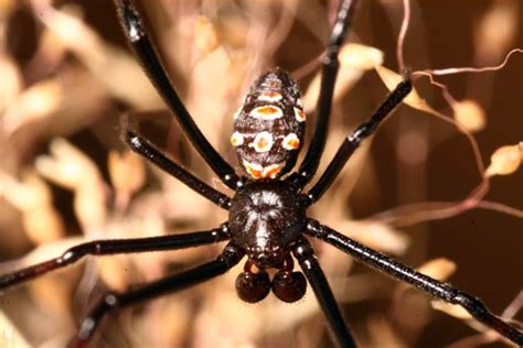 Amante dos heróis da marvel. Latrodectus tredecimguttatus - Ecologia, Taxonomia ...