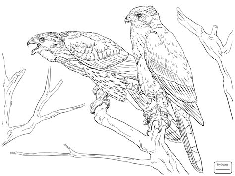 Maybe you would like to learn more about one of these? Hawk Coloring Pages at GetColorings.com | Free printable ...