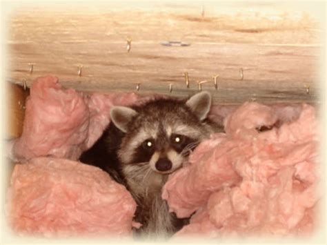 North york is a diverse city with many different nationalities such as chinese, iranian, filipino and more. Urban Wildlife Control Inc - Durham, ON - 264295 Southgate ...