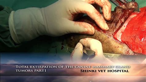 Palpating the dog's teats can help detect mammary tumors in their early stages, which feel like tiny pebbles under the pooch's skin. Total extirpation of the canine mammary gland tumors part ...