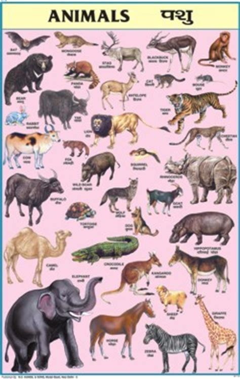 Connect with friends, family and other people you know. Animals Chart in Model Basti, New Delhi - N. C. KANSIL & SONS