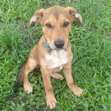At save a life pet rescue, our mission is to save and enrich the lives of dogs of all ages, breeds, sizes, and we work tirelessly to find our rescued animals perfect, loving, forever homes. Magpie - Medium Female Kelpie Mix Dog in QLD - PetRescue