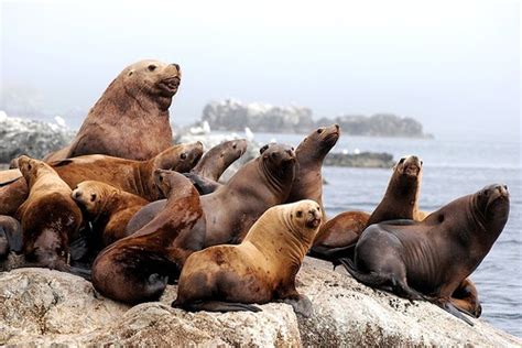 Singa laut menyeret gadis ini ke dalam air. smart_ebook: Singa Laut (Sea Lion)