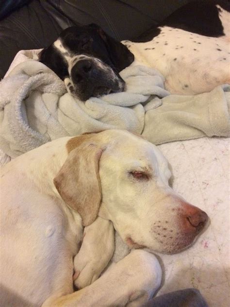 We have 3 male english pointer puppies born 28th january. English Pointer Puppies For Sale Kansas - Pets Ideas