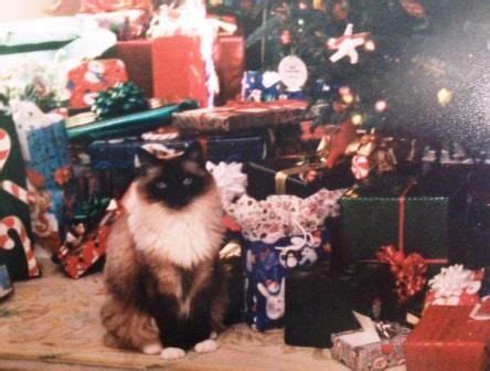 #cats #kittens #catphotos #catcare #cathealth #ragdollcats #ragdollkittens #ragdollcatcare. How Do Ragdoll Cats Act When You Put Up a Christmas tree ...