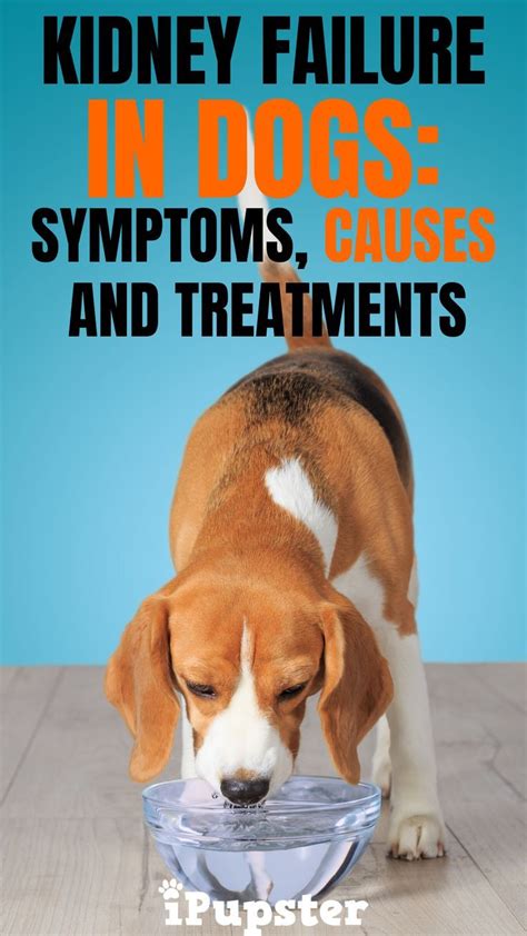 So, if your dog is sensing something different about you, they'll probably start off by sniffing you. Signs And Symptoms Of Kidney Cancer In Dogs - kidausx