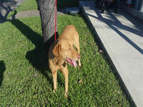 By adopting a furry friend you will be changing the life of a homeless pet. Labrador Retriever dog for Adoption in Pasadena, TX. ADN ...