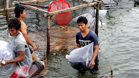 Air pollution could be responsible for 1 in 7 new cases of diabetes world economic forum. Sertifikasi Budidaya Ikan dan Ancaman Pencemaran Kawasan ...