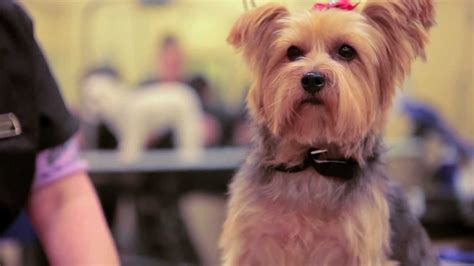 If you are looking for comfortable accommodation for your next city escape in westlake village, we are always ready to indulge you with good california hotel deals. The Barkley Pet Hotel - Westlake Village, CA - YouTube
