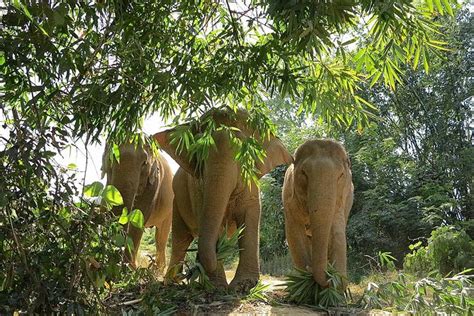 We offer day care elephant program for you to enjoy and get the opportunity to spend travel time with the elephants in their natural home, as well as gain an insight into their history and behavior. Elephant Jungle Sanctuary Observation from Chiang Mai 2021